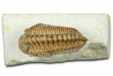 Kainops Trilobite - Black Cat Mountain, Oklahoma #363002-3